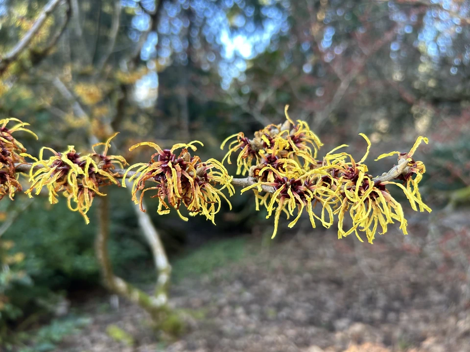 Yellow witch hazel flowers on a branch