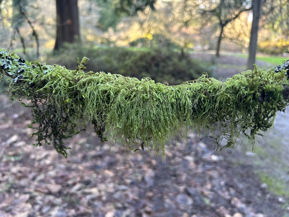 Moss growing along a branch