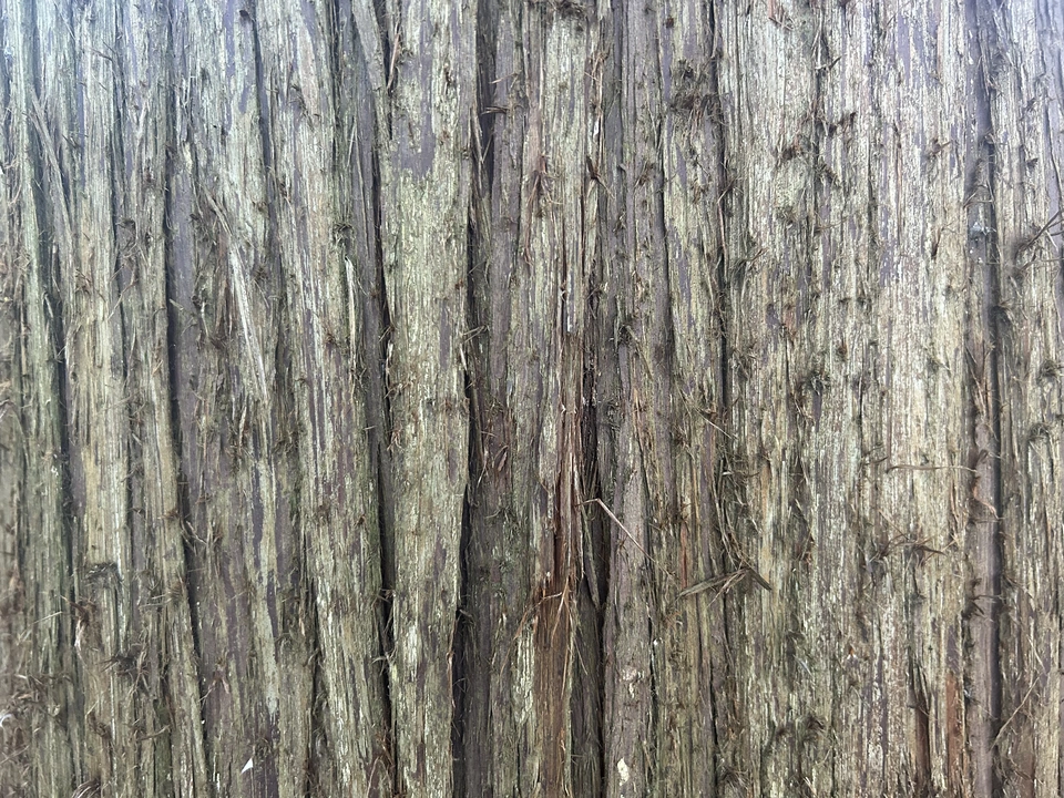 Tree bark texture
