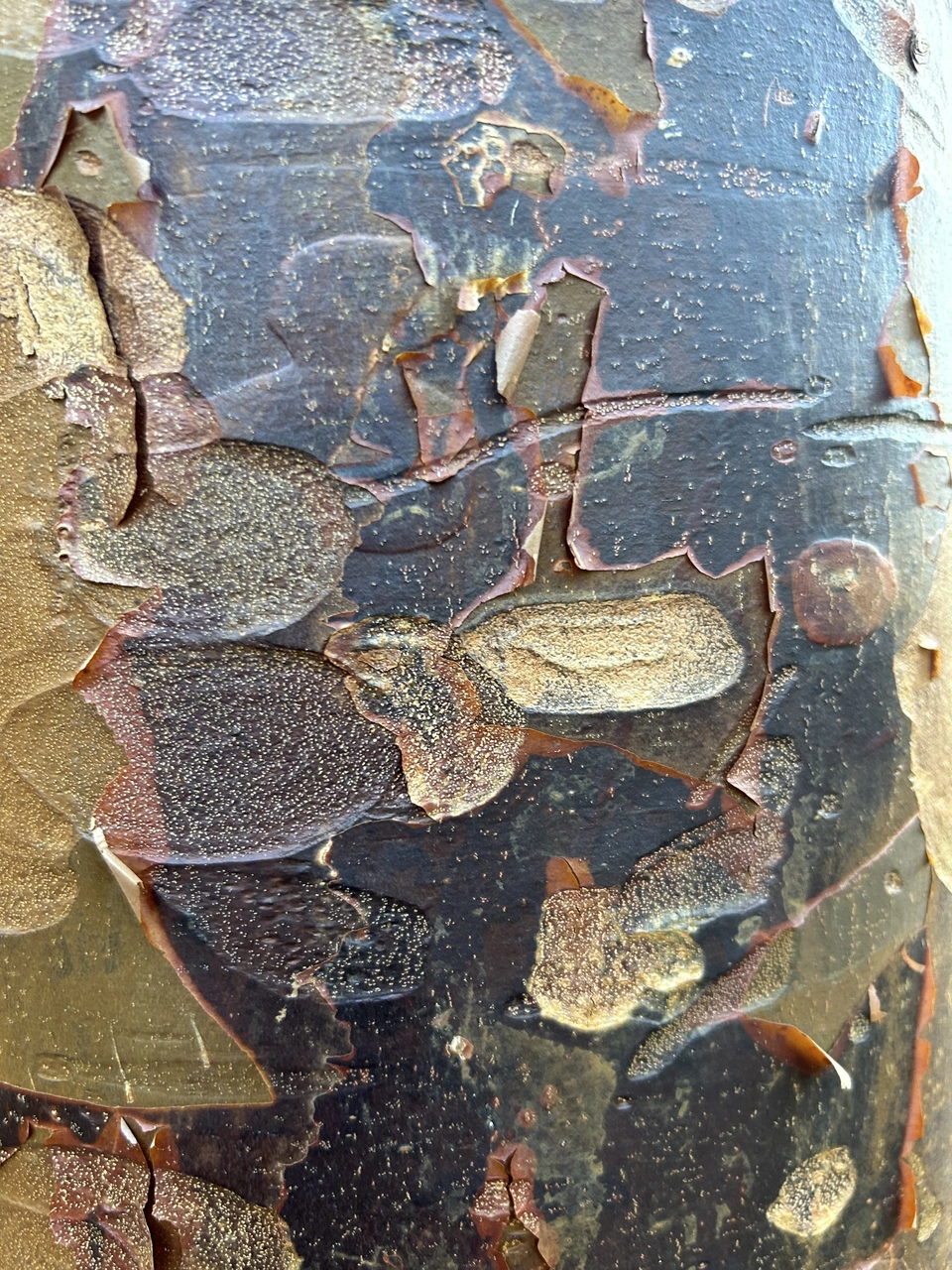 Peeling madrone bark