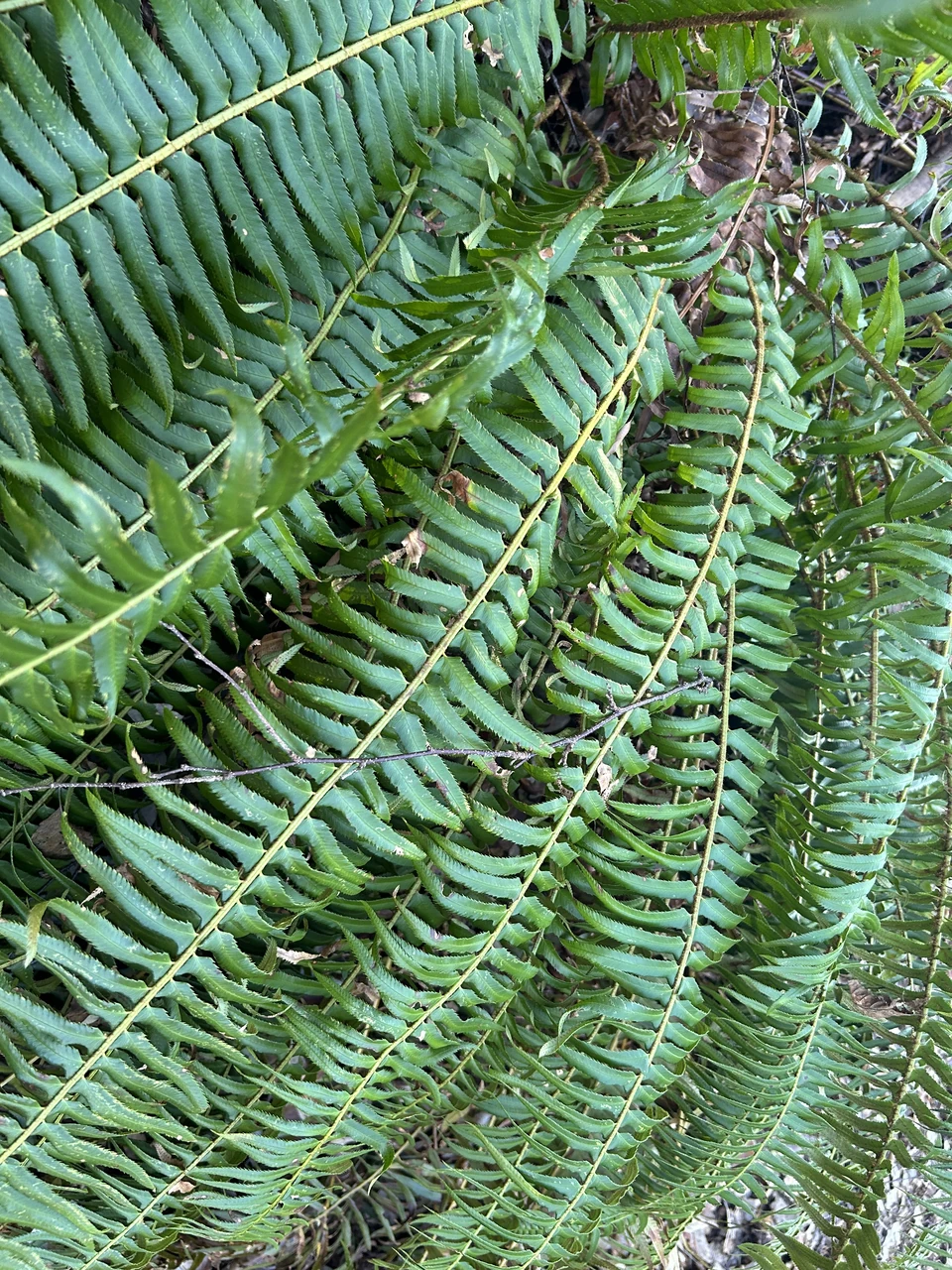 Ferns