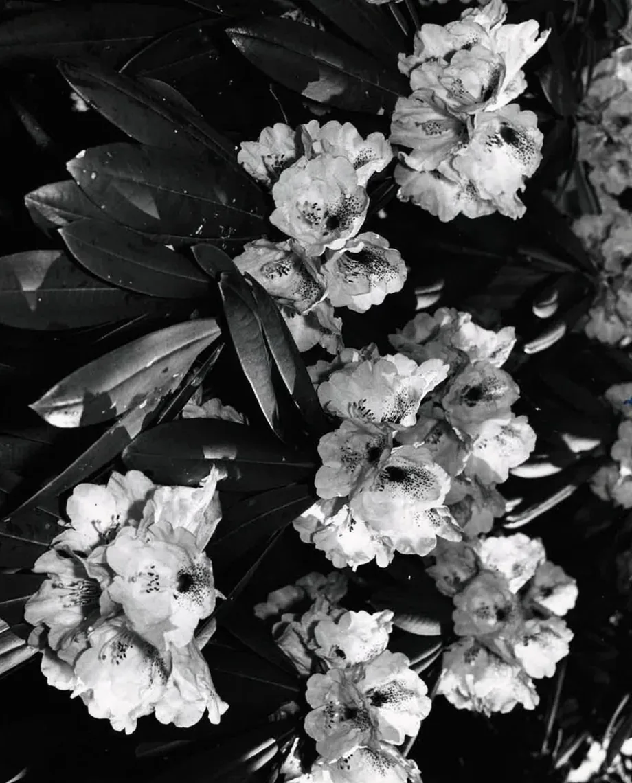 Black and white photo of rhododendron flowers