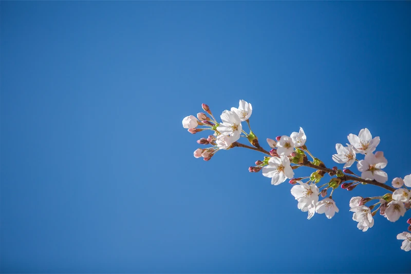 Cherry blossoms against a blue sky